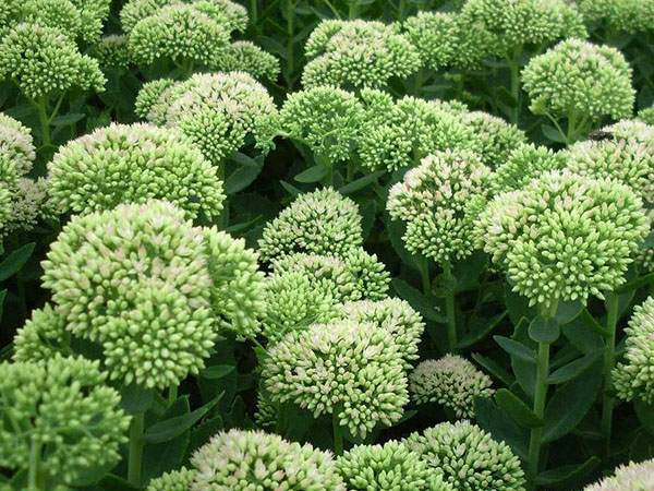 必一运动bsport体育