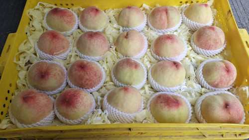 必一运动bsport体育