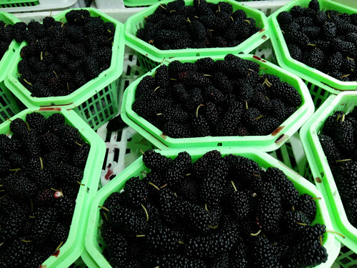 必一运动bsport体育