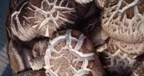 必一运动bsport体育