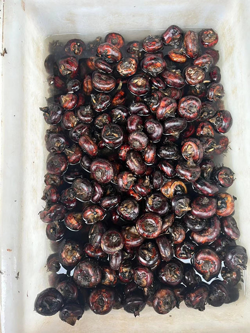 必一运动bsport体育